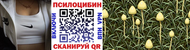 Купить где  Великие Луки  Псилоцибиновые грибы Psilocybe 